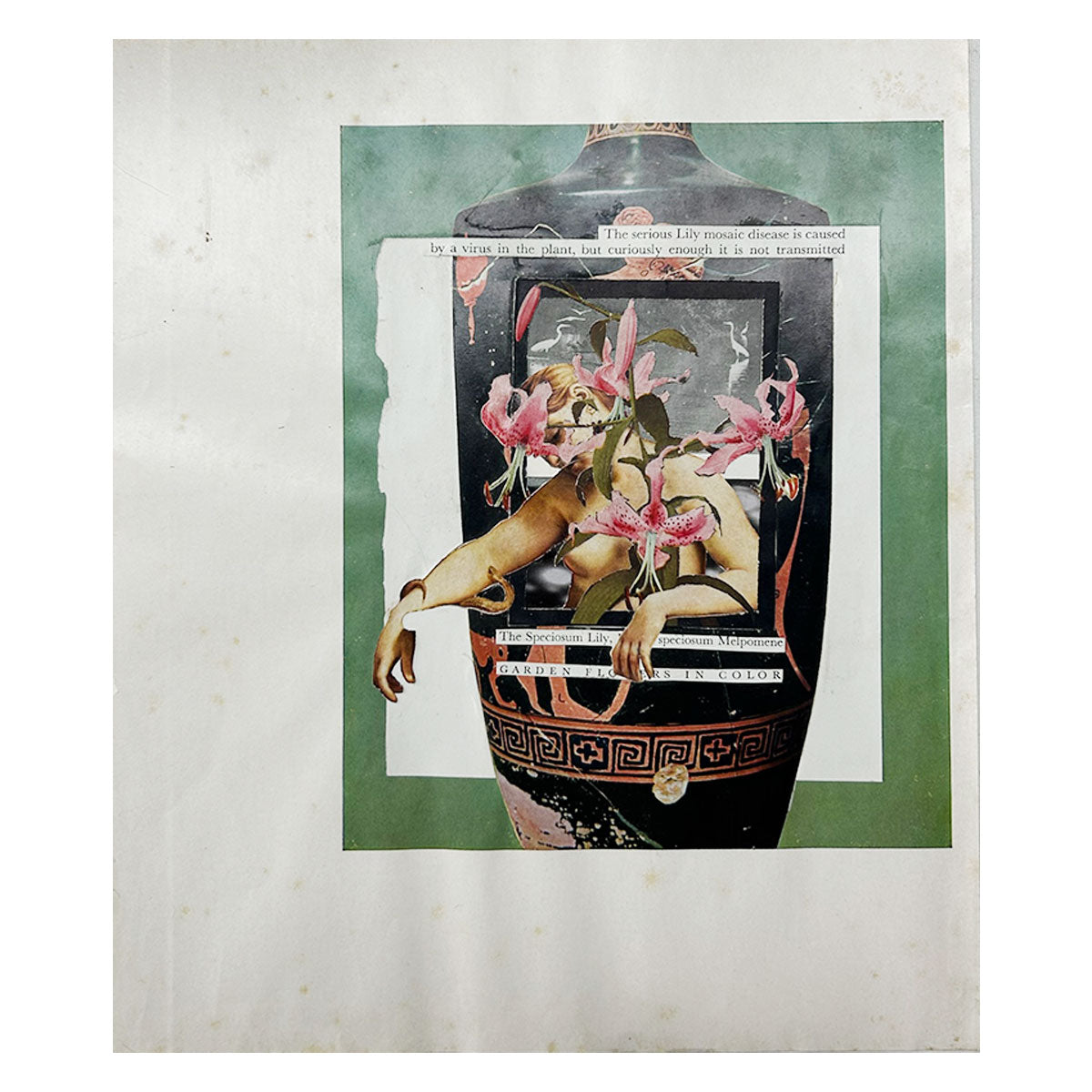 The serious lily mosaic disease